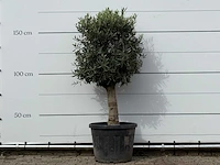 Olijfboom bolvorm met grillige stam - olea europaea - ca. 30 jaar oud - hoogte ca. 170 cm