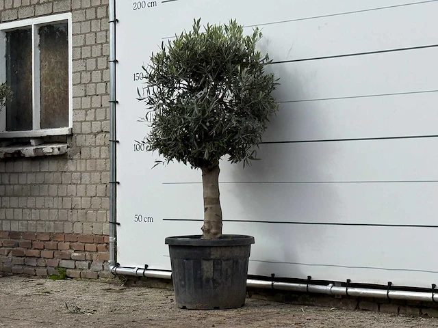 Olijfboom bolvorm met grillige stam - olea europaea - ca. 30 jaar oud - hoogte ca. 170 cm - afbeelding 2 van  3
