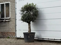 Olijfboom bolvorm met grillige stam - olea europaea - ca. 30 jaar oud - hoogte ca. 170 cm - afbeelding 2 van  3