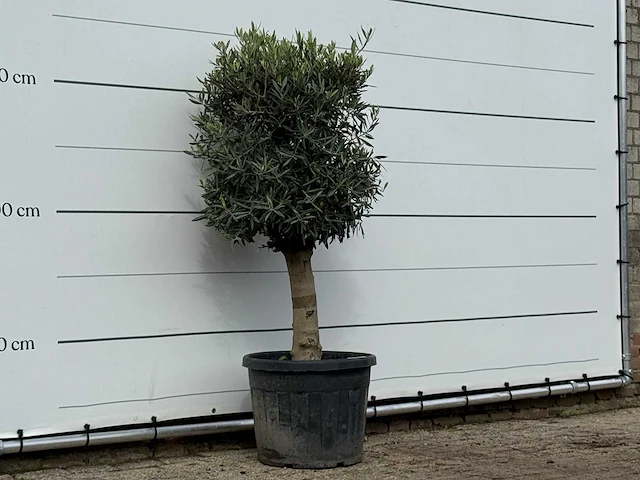 Olijfboom bolvorm met grillige stam - olea europaea - ca. 30 jaar oud - hoogte ca. 170 cm - afbeelding 3 van  3