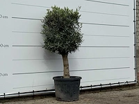 Olijfboom bolvorm met grillige stam - olea europaea - ca. 30 jaar oud - hoogte ca. 170 cm - afbeelding 3 van  3