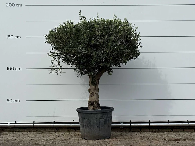 Olijfboom bolvorm met grillige stam - olea europaea - ca. 30 jaar oud - hoogte ca. 170 cm - afbeelding 1 van  3