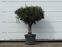 Olijfboom bolvorm met grillige stam - olea europaea - ca. 30 jaar oud - hoogte ca. 170 cm