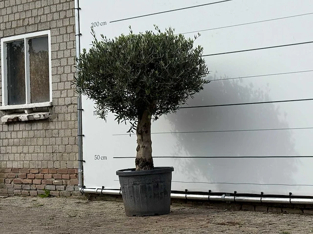 Olijfboom bolvorm met grillige stam - olea europaea - ca. 30 jaar oud - hoogte ca. 170 cm - afbeelding 2 van  3