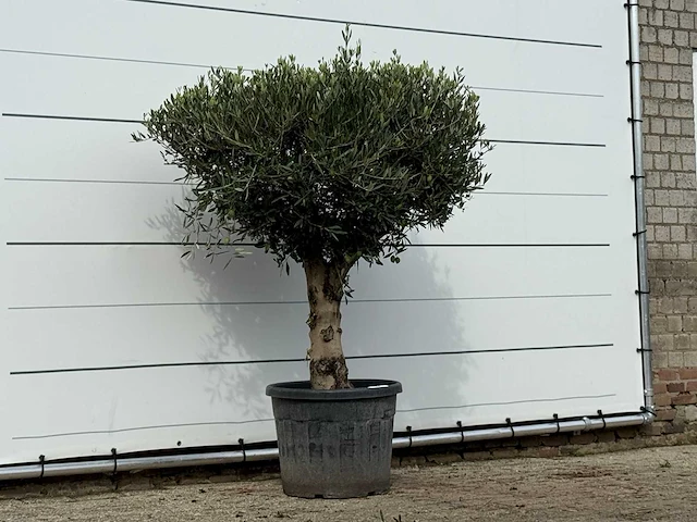 Olijfboom bolvorm met grillige stam - olea europaea - ca. 30 jaar oud - hoogte ca. 170 cm - afbeelding 3 van  3