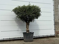 Olijfboom bolvorm met grillige stam - olea europaea - ca. 30 jaar oud - hoogte ca. 170 cm - afbeelding 3 van  3