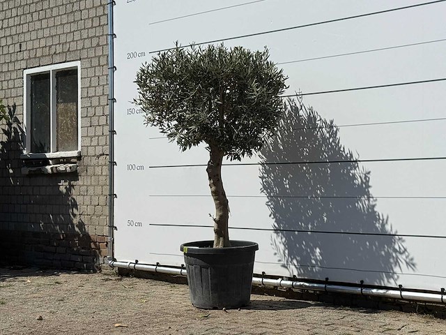 Olijfboom bolvorm met grillige stam - olea europaea - ca. 30 jaar oud - hoogte ca. 180 cm - afbeelding 1 van  2