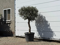 Olijfboom bolvorm met grillige stam - olea europaea - ca. 30 jaar oud - hoogte ca. 180 cm - afbeelding 1 van  2