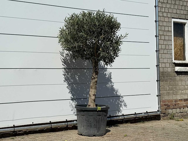 Olijfboom bolvorm met grillige stam - olea europaea - ca. 30 jaar oud - hoogte ca. 180 cm - afbeelding 2 van  2