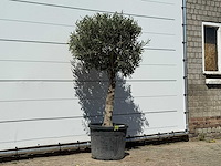 Olijfboom bolvorm met grillige stam - olea europaea - ca. 30 jaar oud - hoogte ca. 180 cm - afbeelding 2 van  2