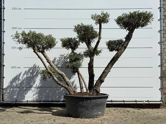 Olijfboom bolvorm xxl - olea europaea - ca. 120 jaar oud - hoogte ca. 240 cm - afbeelding 1 van  1