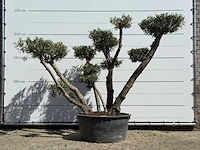 Olijfboom bolvorm xxl - olea europaea - ca. 120 jaar oud - hoogte ca. 240 cm