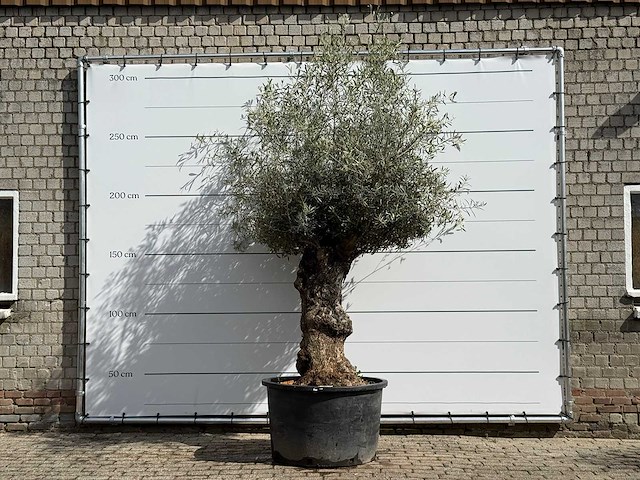 Olijfboom bonsa - olea europaea - ca. 80 jaar oud - hoogte ca. 260 cm - afbeelding 1 van  6