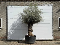 Olijfboom bonsa - olea europaea - ca. 80 jaar oud - hoogte ca. 260 cm