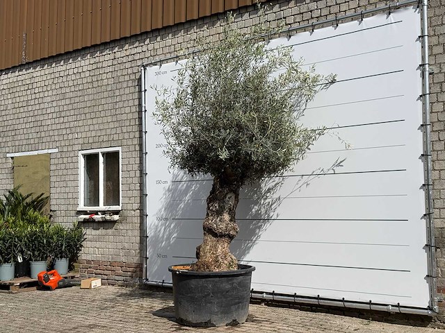 Olijfboom bonsa - olea europaea - ca. 80 jaar oud - hoogte ca. 260 cm - afbeelding 2 van  6