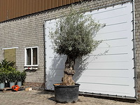 Olijfboom bonsa - olea europaea - ca. 80 jaar oud - hoogte ca. 260 cm - afbeelding 2 van  6