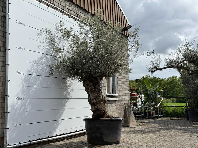 Olijfboom bonsa - olea europaea - ca. 80 jaar oud - hoogte ca. 260 cm - afbeelding 3 van  6