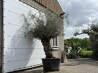 Olijfboom bonsa - olea europaea - ca. 80 jaar oud - hoogte ca. 260 cm - afbeelding 3 van  6