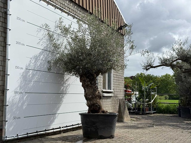 Olijfboom bonsa - olea europaea - ca. 80 jaar oud - hoogte ca. 260 cm - afbeelding 4 van  6