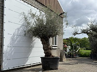 Olijfboom bonsa - olea europaea - ca. 80 jaar oud - hoogte ca. 260 cm - afbeelding 4 van  6