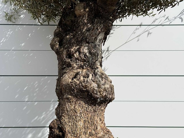 Olijfboom bonsa - olea europaea - ca. 80 jaar oud - hoogte ca. 260 cm - afbeelding 5 van  6