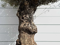 Olijfboom bonsa - olea europaea - ca. 80 jaar oud - hoogte ca. 260 cm - afbeelding 5 van  6