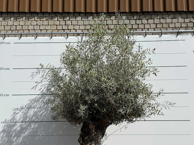 Olijfboom bonsa - olea europaea - ca. 80 jaar oud - hoogte ca. 260 cm - afbeelding 6 van  6