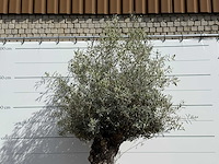 Olijfboom bonsa - olea europaea - ca. 80 jaar oud - hoogte ca. 260 cm - afbeelding 6 van  6