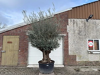 Olijfboom bonsai - olea europaea - 200 jaar oud - hoogte ca. 280 cm - afbeelding 1 van  7