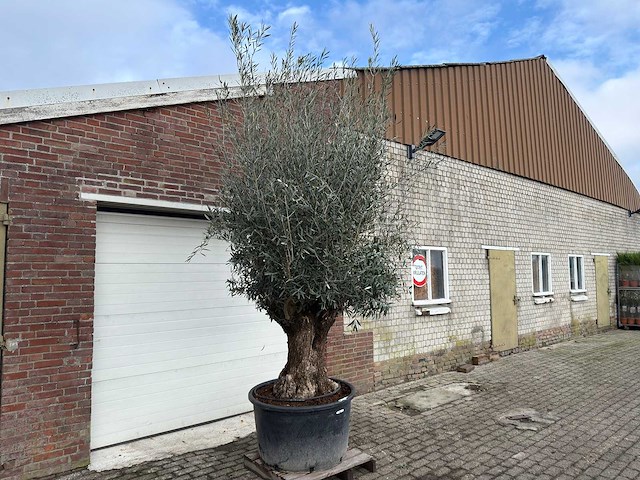 Olijfboom bonsai - olea europaea - 200 jaar oud - hoogte ca. 280 cm - afbeelding 2 van  7