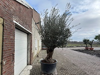 Olijfboom bonsai - olea europaea - 200 jaar oud - hoogte ca. 280 cm - afbeelding 3 van  7