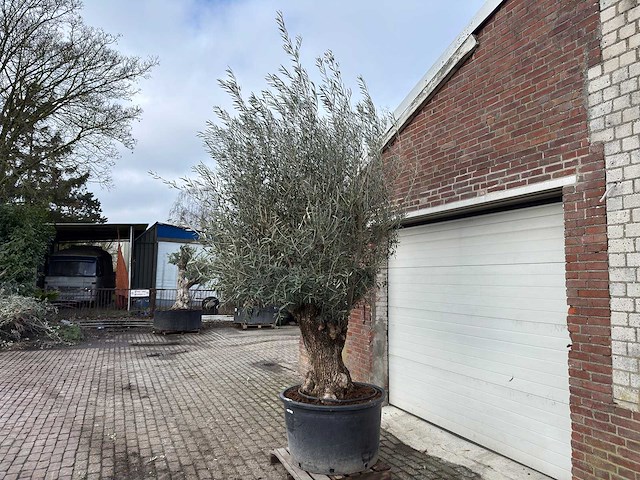 Olijfboom bonsai - olea europaea - 200 jaar oud - hoogte ca. 280 cm - afbeelding 4 van  7