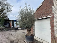 Olijfboom bonsai - olea europaea - 200 jaar oud - hoogte ca. 280 cm - afbeelding 4 van  7