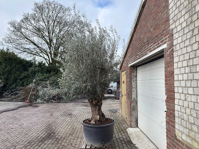 Olijfboom bonsai - olea europaea - 200 jaar oud - hoogte ca. 280 cm - afbeelding 5 van  7