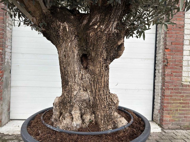Olijfboom bonsai - olea europaea - 200 jaar oud - hoogte ca. 280 cm - afbeelding 6 van  7