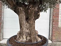 Olijfboom bonsai - olea europaea - 200 jaar oud - hoogte ca. 280 cm - afbeelding 6 van  7
