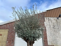 Olijfboom bonsai - olea europaea - 200 jaar oud - hoogte ca. 280 cm - afbeelding 7 van  7