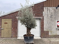 Olijfboom bonsai - olea europaea - 200 jaar oud - hoogte ca. 300 cm