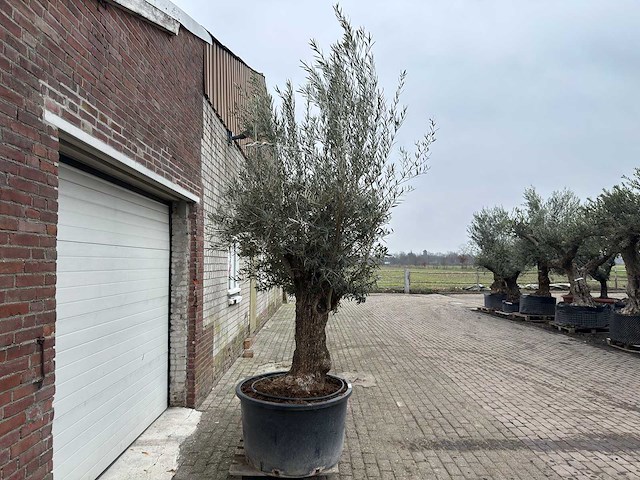Olijfboom bonsai - olea europaea - 200 jaar oud - hoogte ca. 300 cm - afbeelding 5 van  5