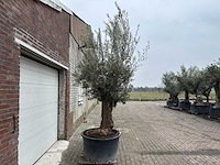 Olijfboom bonsai - olea europaea - 200 jaar oud - hoogte ca. 300 cm - afbeelding 5 van  5