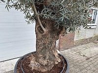 Olijfboom bonsai - olea europaea - 200 jaar oud - hoogte ca. 300 cm - afbeelding 2 van  5
