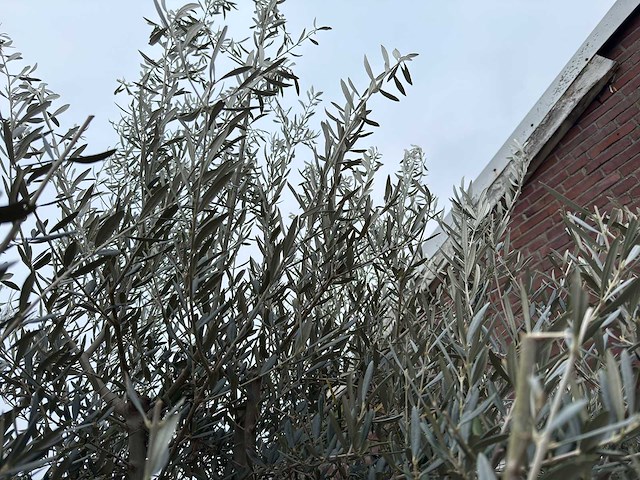 Olijfboom bonsai - olea europaea - 200 jaar oud - hoogte ca. 300 cm - afbeelding 3 van  5