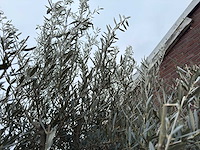 Olijfboom bonsai - olea europaea - 200 jaar oud - hoogte ca. 300 cm - afbeelding 3 van  5