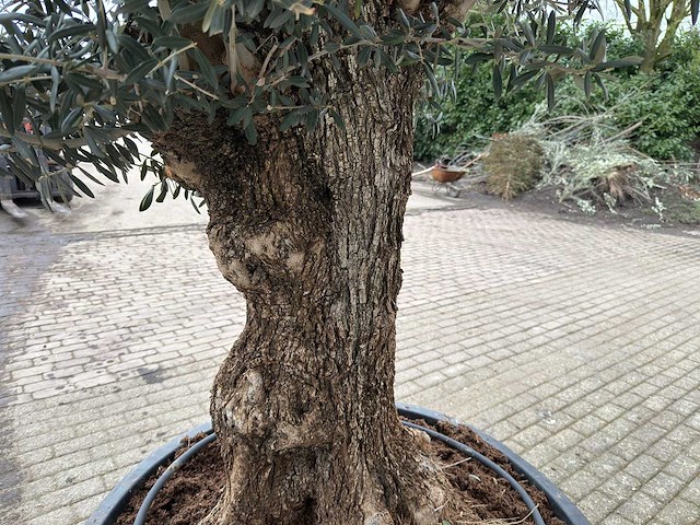 Olijfboom bonsai - olea europaea - 200 jaar oud - hoogte ca. 300 cm - afbeelding 4 van  5