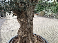 Olijfboom bonsai - olea europaea - 200 jaar oud - hoogte ca. 300 cm - afbeelding 4 van  5
