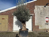 Olijfboom bonsai - olea europaea - 200 jaar oud - hoogte ca. 300 cm
