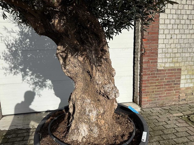 Olijfboom bonsai - olea europaea - 200 jaar oud - hoogte ca. 300 cm - afbeelding 4 van  4
