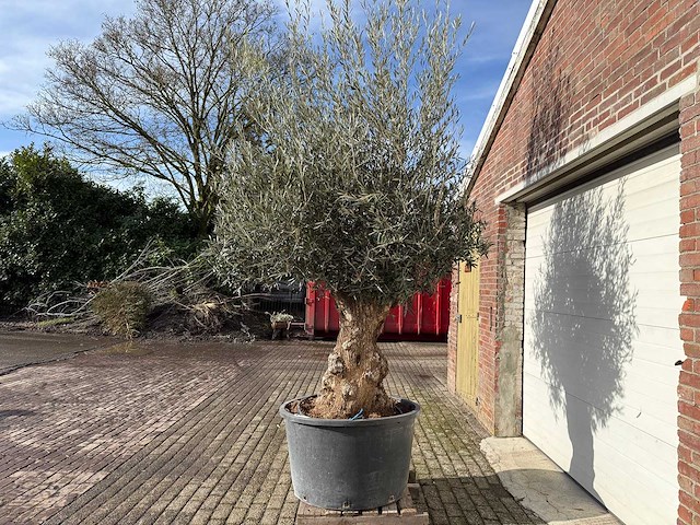 Olijfboom bonsai - olea europaea - 200 jaar oud - hoogte ca. 300 cm - afbeelding 1 van  4