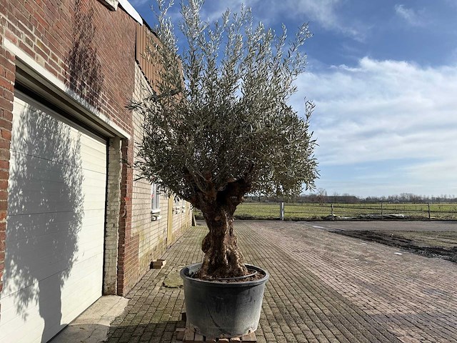 Olijfboom bonsai - olea europaea - 200 jaar oud - hoogte ca. 300 cm - afbeelding 2 van  4