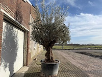 Olijfboom bonsai - olea europaea - 200 jaar oud - hoogte ca. 300 cm - afbeelding 2 van  4